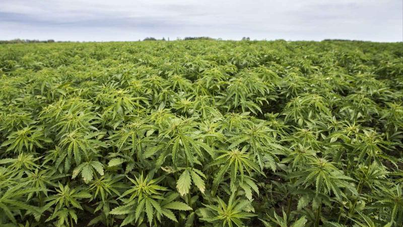 File image of a Cannabis plantation